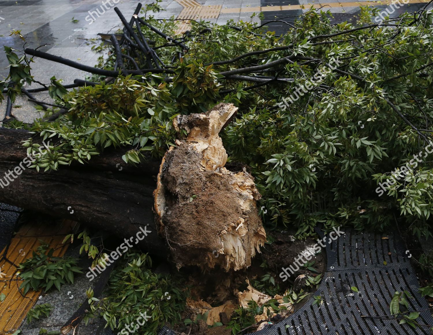 Tree Knocked Down Due By Typhoon Editorial Stock Photo Stock Image