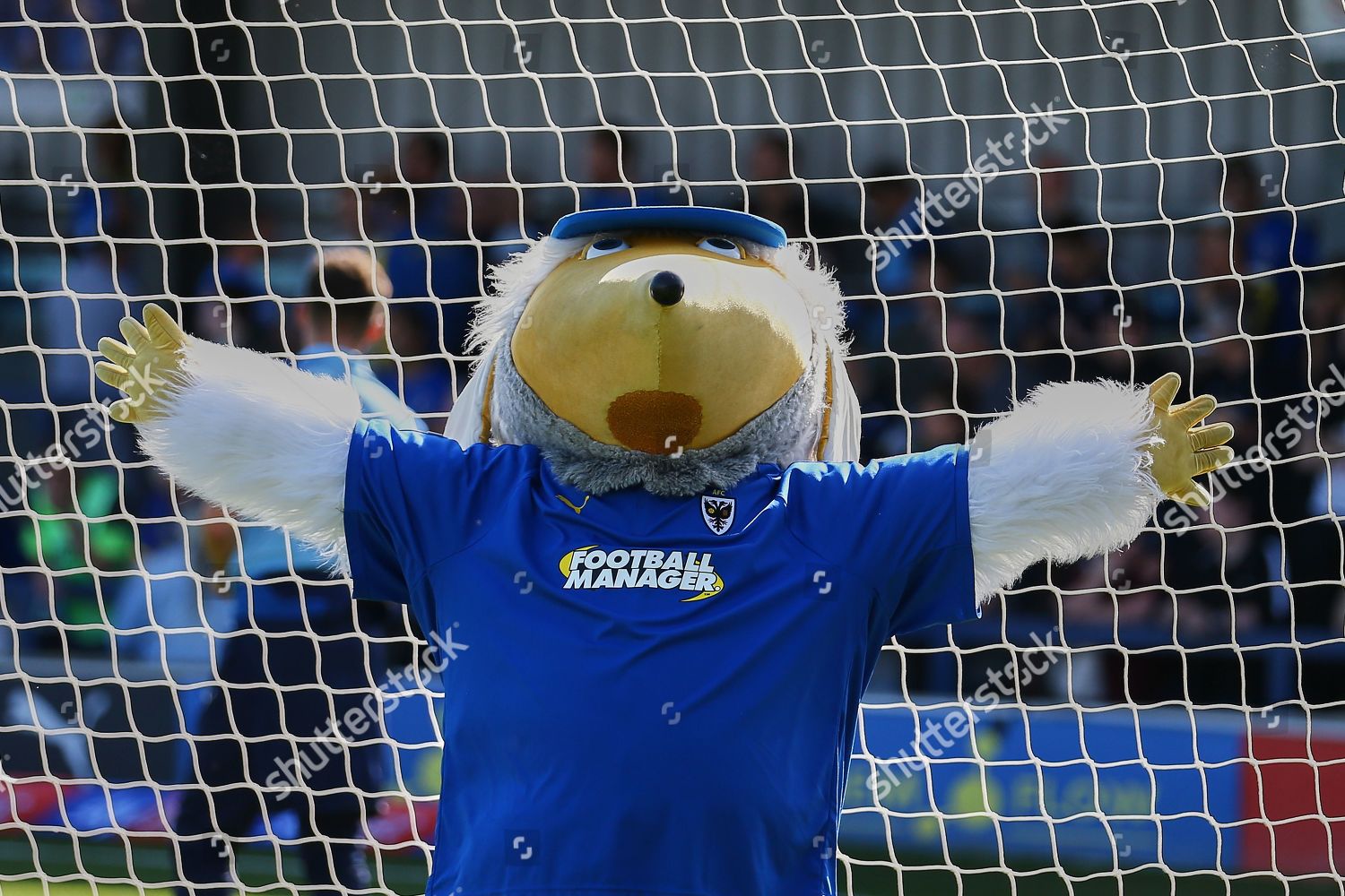 Afc Wimbledon Mascot Haydon Womble in Editorial Stock Photo - Stock Image