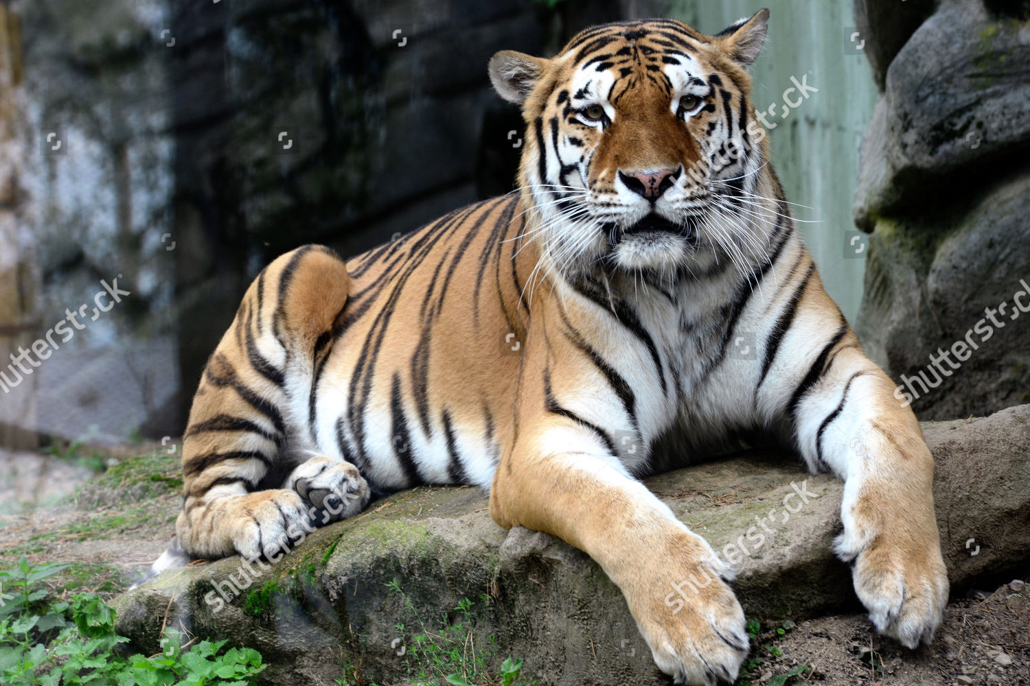 Siberian Tiger Male Called Amur Editorial Stock Photo Stock