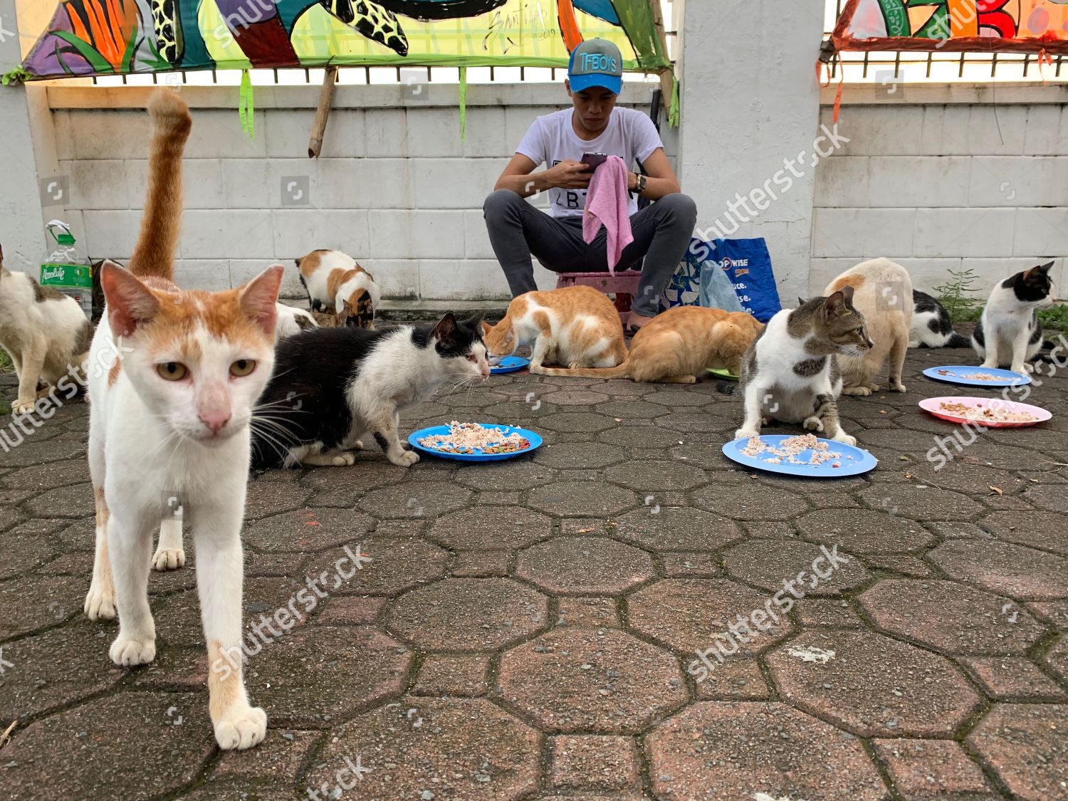 Filipino Animal Protection Advocate Feeds Stray Editorial Stock Photo Stock Image Shutterstock
