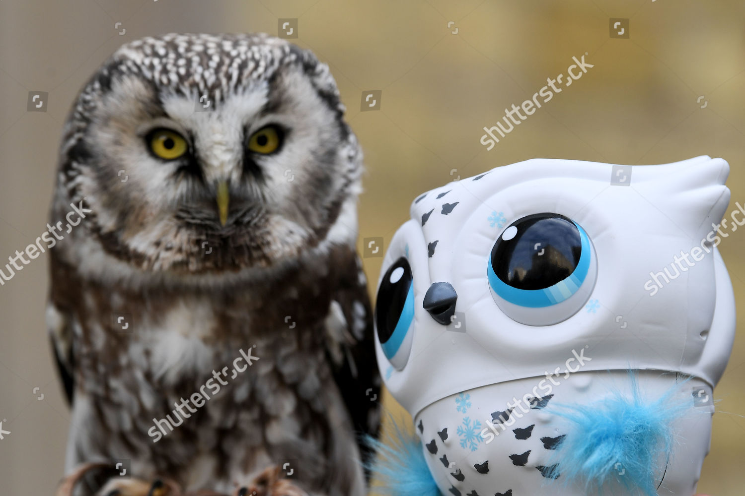 Newton Owl Owleez Baby Owl Flying Toy Editorial Stock Photo