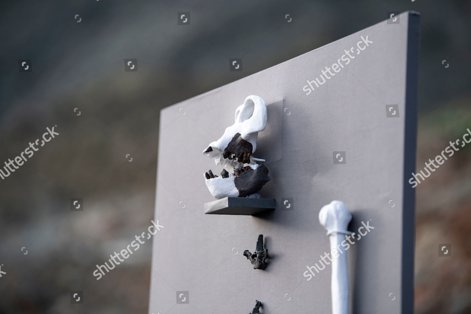 Replic Danuvius Guggenmosi Displayed Clay Pit Editorial Stock Photo