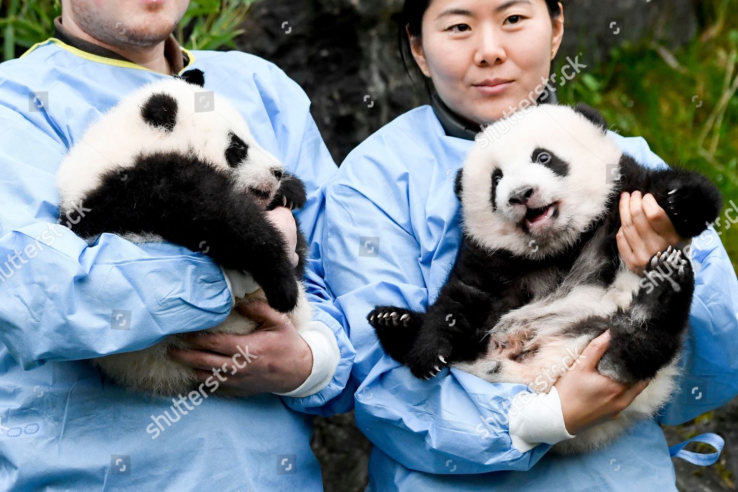 Pandas Bao Di Bao Mei Editorial Stock Photo - Stock Image | Shutterstock