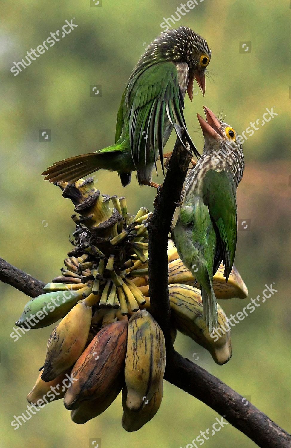 are bananas good for the barbet