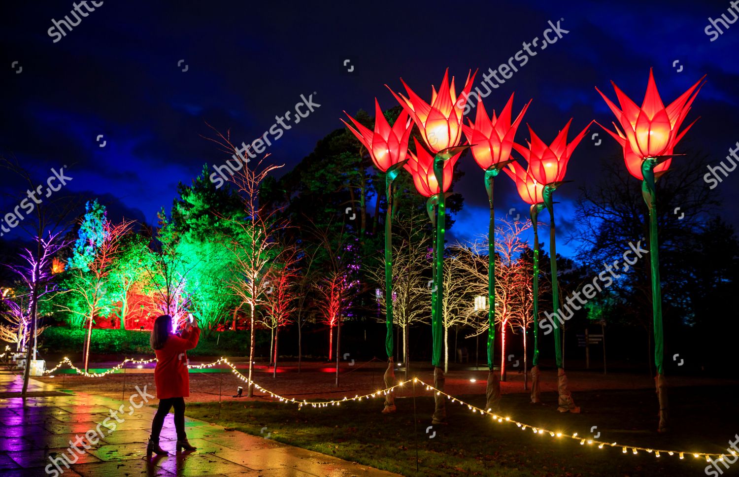 Glow Christmas Lights Rhs Garden Wisley Surery Editorial Stock Photo Stock Image Shutterstock
