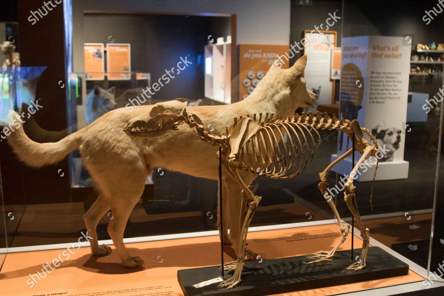 Dingo - The Australian Museum