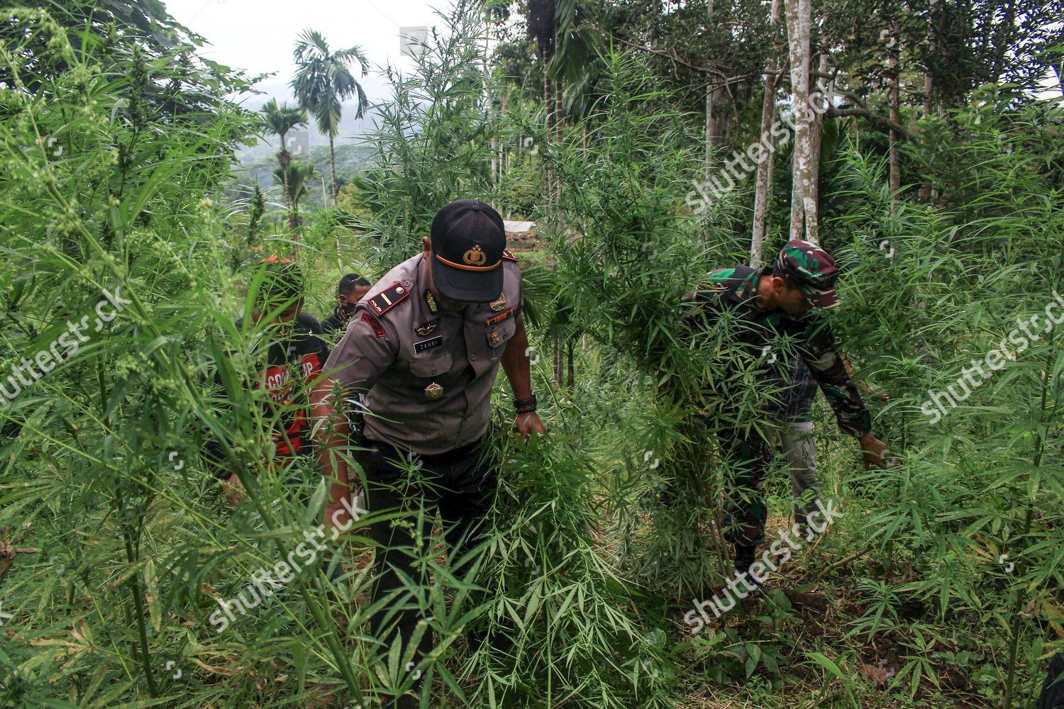 Indonesian Tnipolri Officers Destroy Cannabis Plants Editorial Stock ...