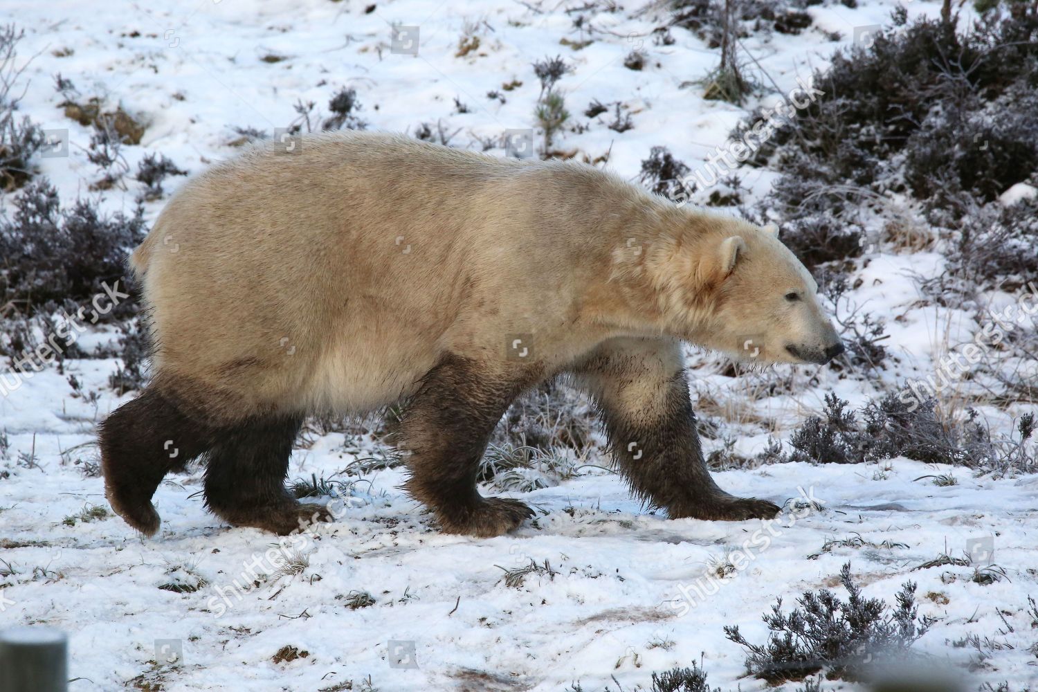 Hamish Polar Bear Highland Wildlife Park Editorial Stock Photo - Stock ...