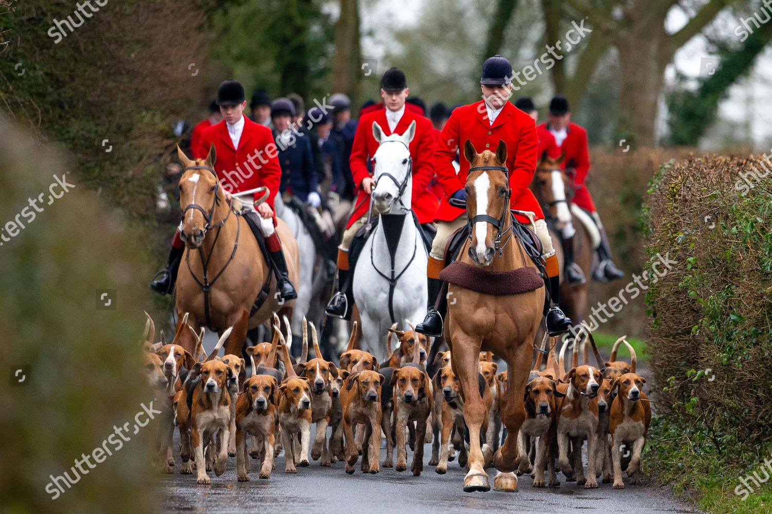 Essex Farmers Union Hunt Staff Hounds Editorial Stock Photo - Stock ...