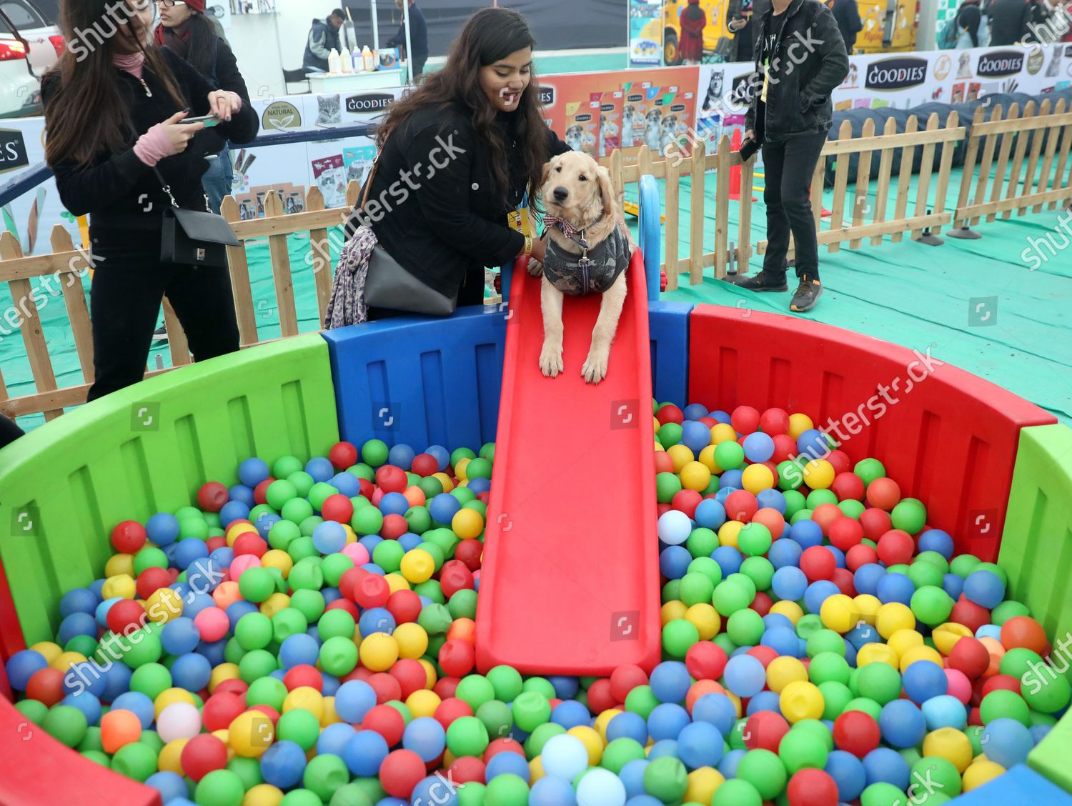 dog ball pool