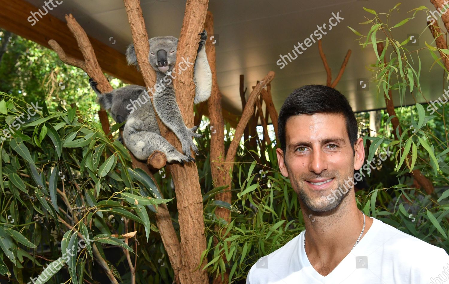 Novak Djokovic Serbia Poses Next Koala Editorial Stock Photo - Stock ...