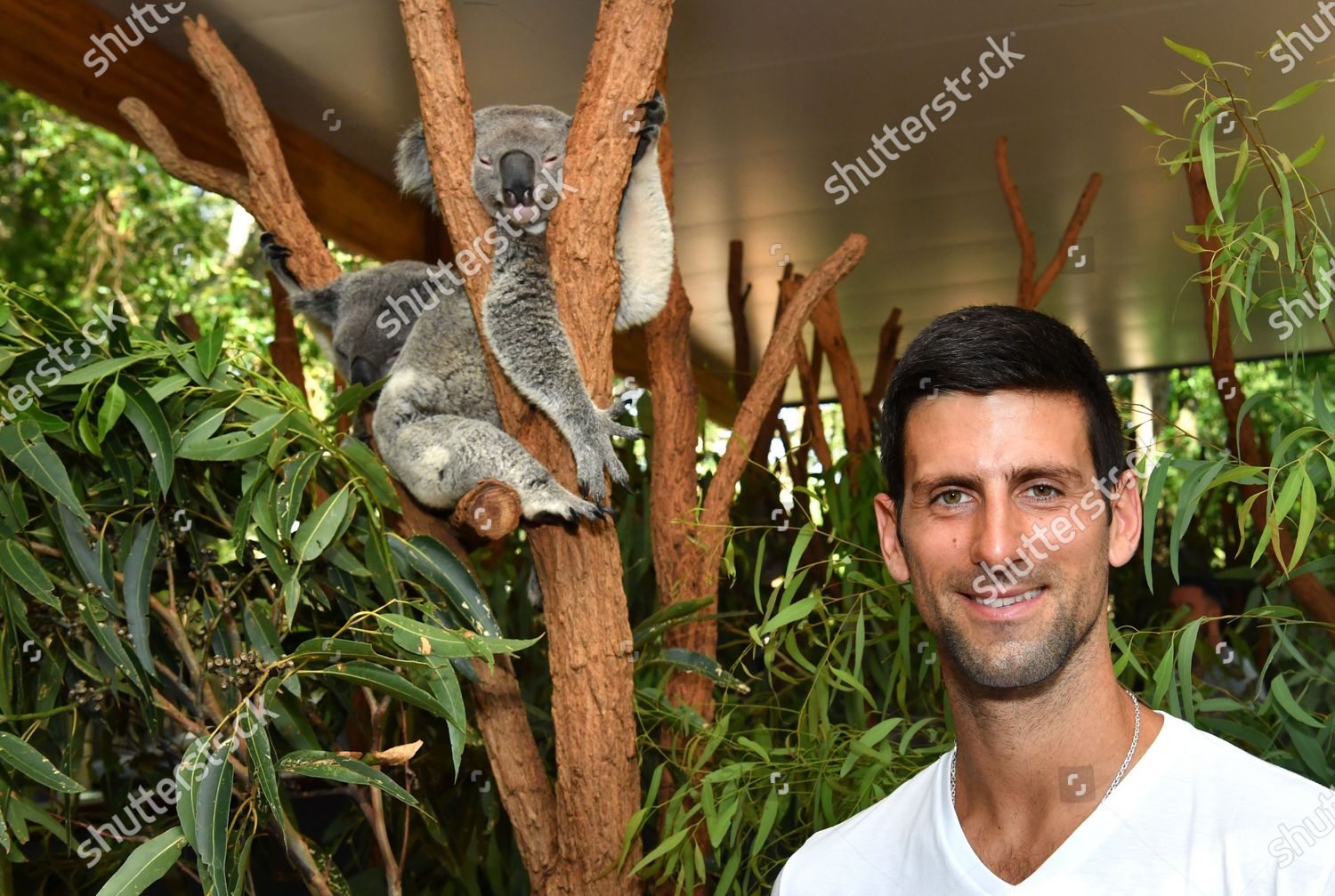 Novak Djokovic Serbia Poses Koala During Editorial Stock Photo - Stock ...