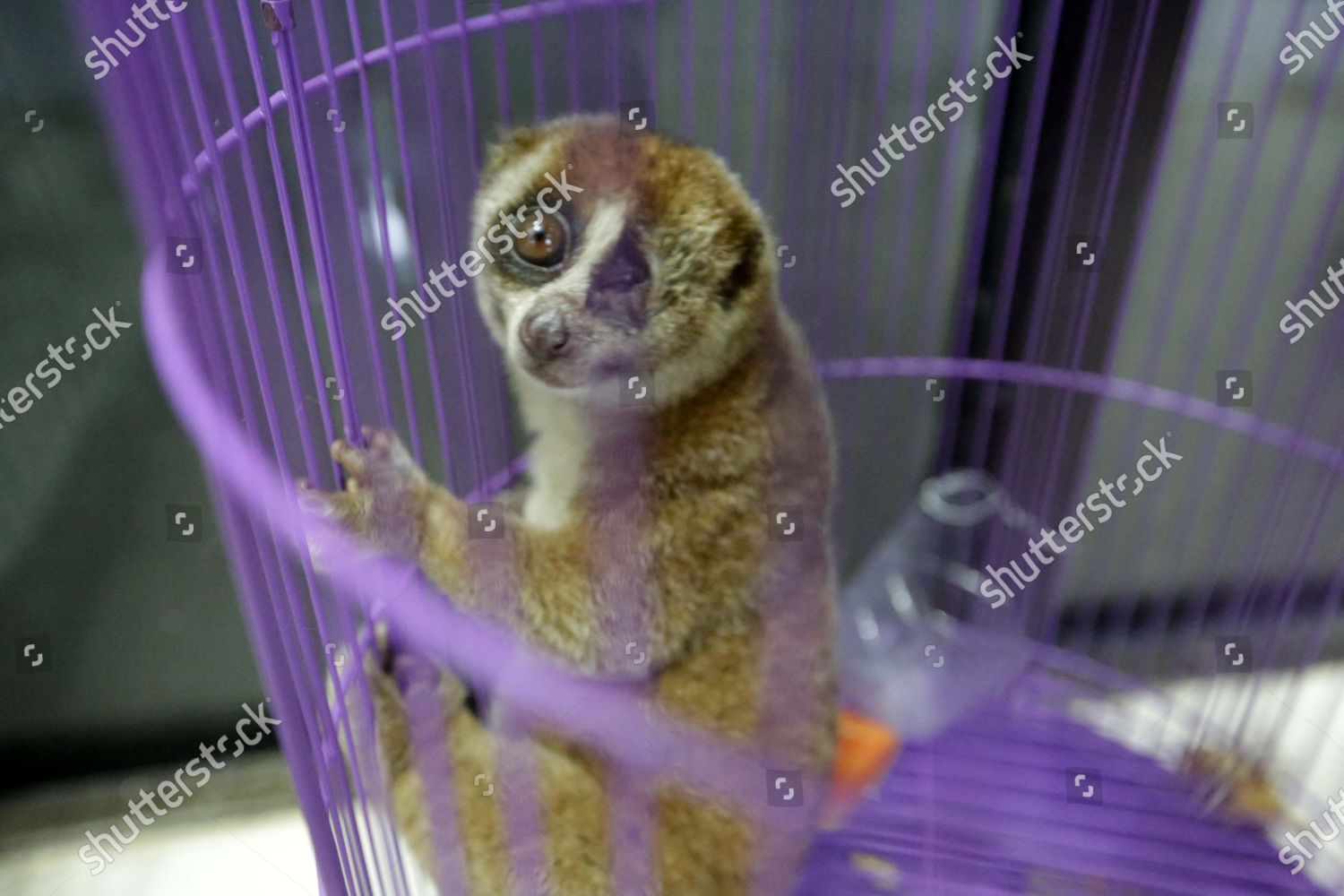 Injured Sunda Slow Loris Nycticebus Coucang Editorial Stock Photo