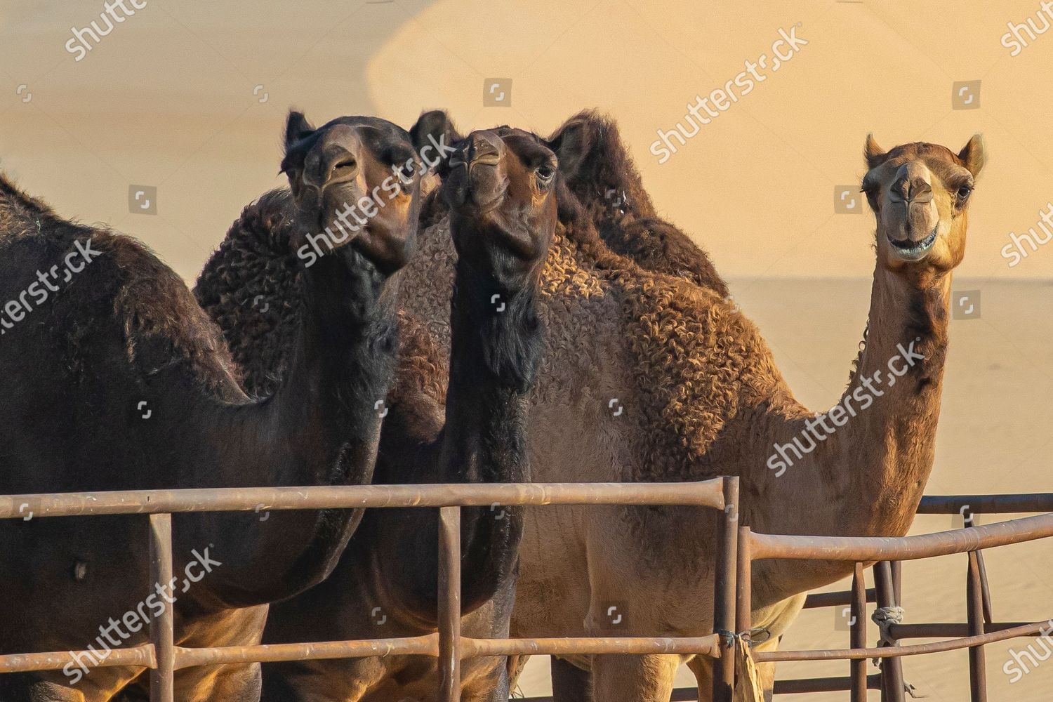 View Camel Enclosure Between Haradh Shubaytah During Editorial Stock Photo Stock Image Shutterstock