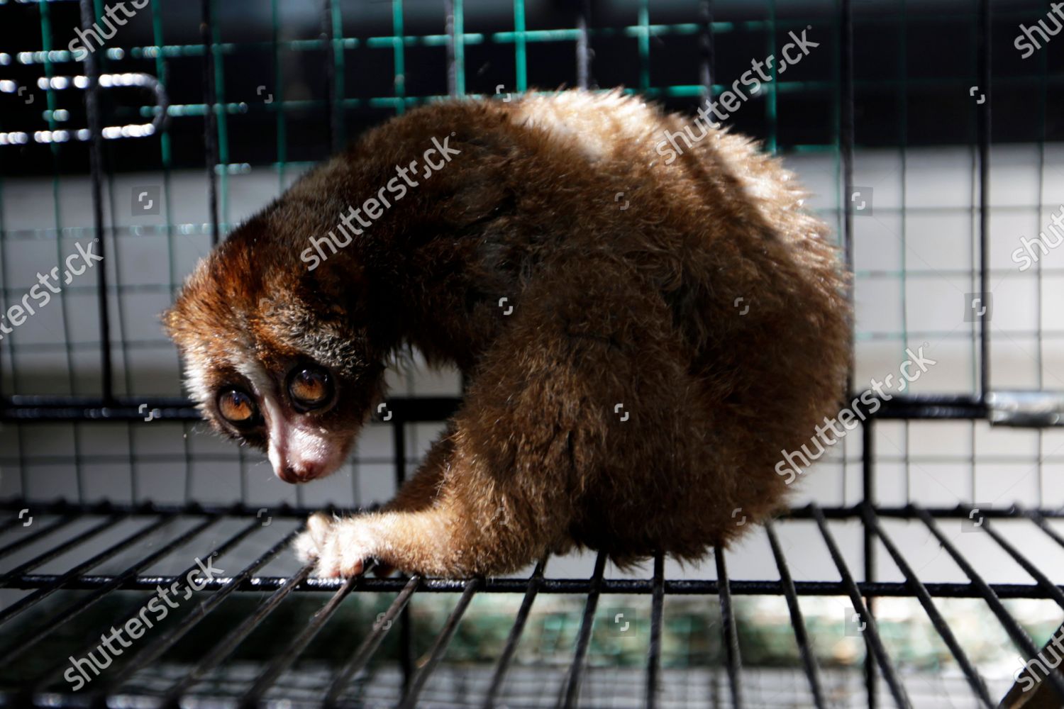 Clearance – Slow Loris