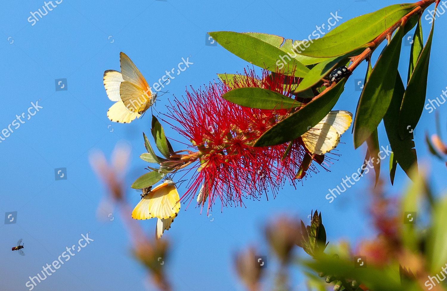 Butterflies Drinking Nectar Flowers Alien Australian Editorial Stock