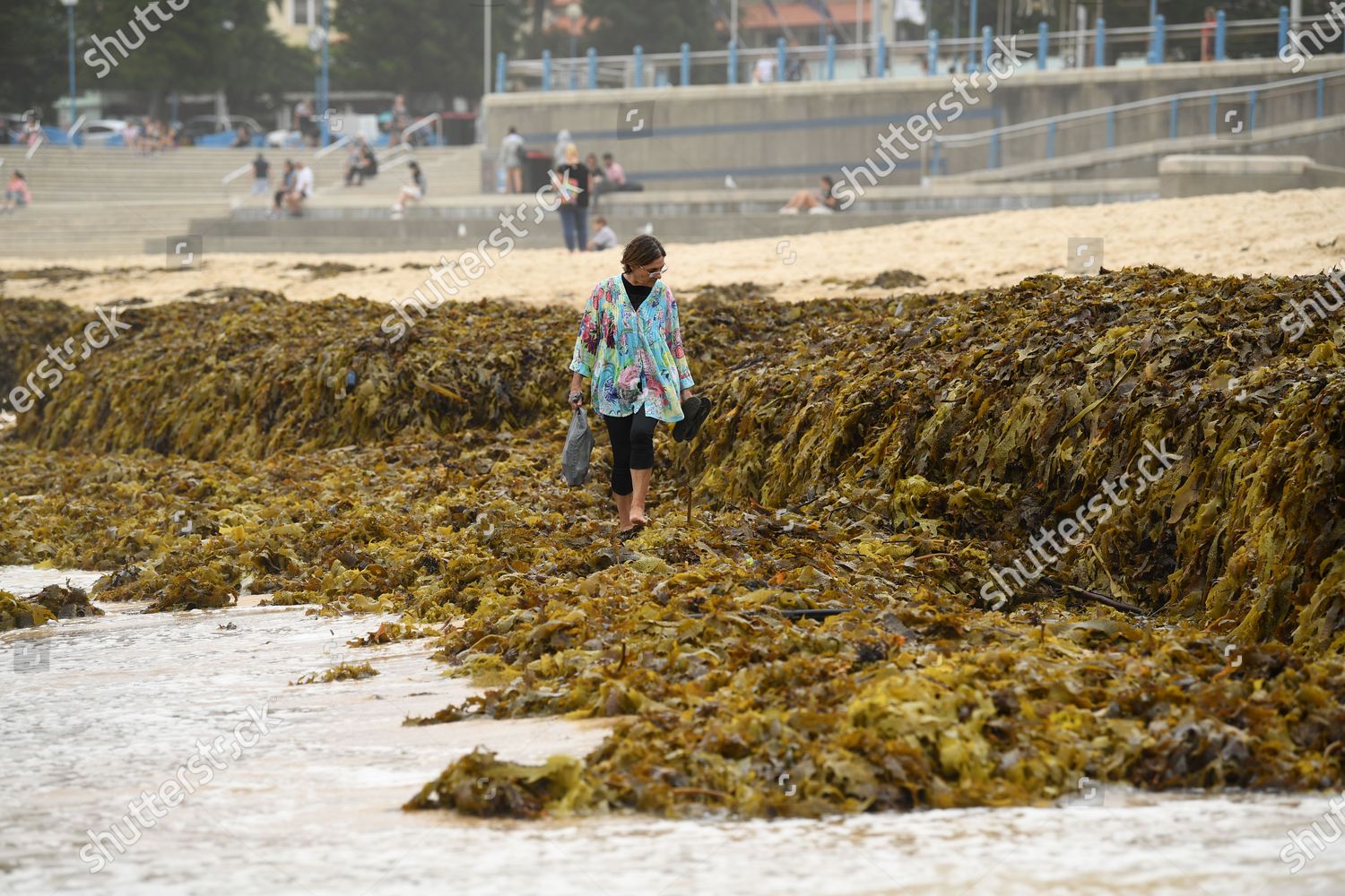 Woman Walks Through Large Pile Seaweed Editorial Stock Photo - Stock ...