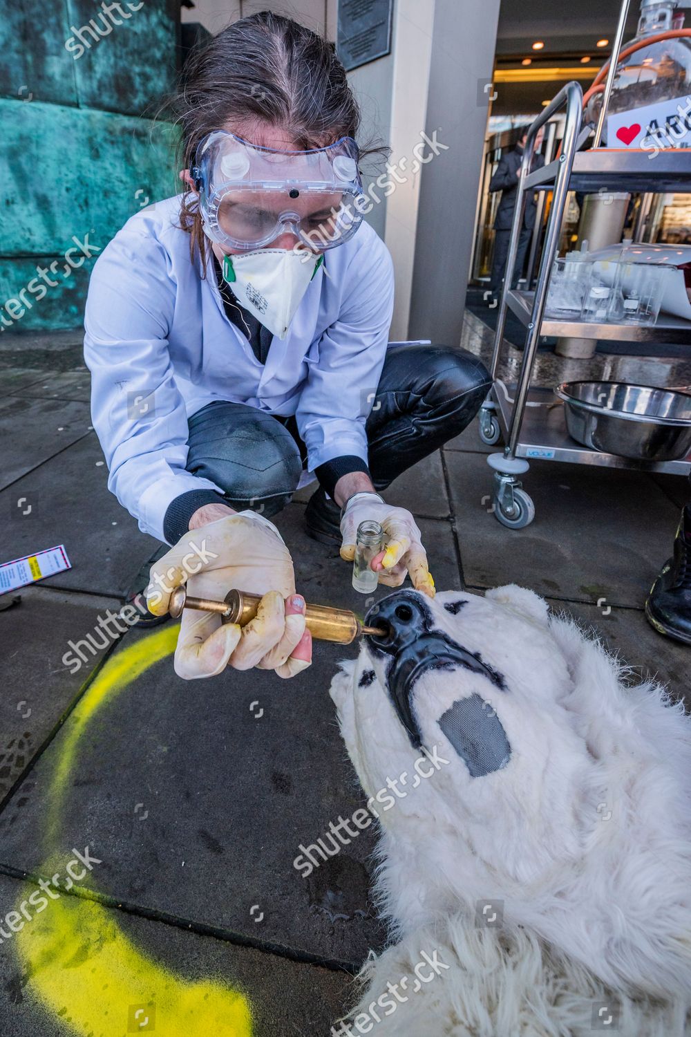 Sick Dying Polar Bears Tested Treated Editorial Stock Photo Stock