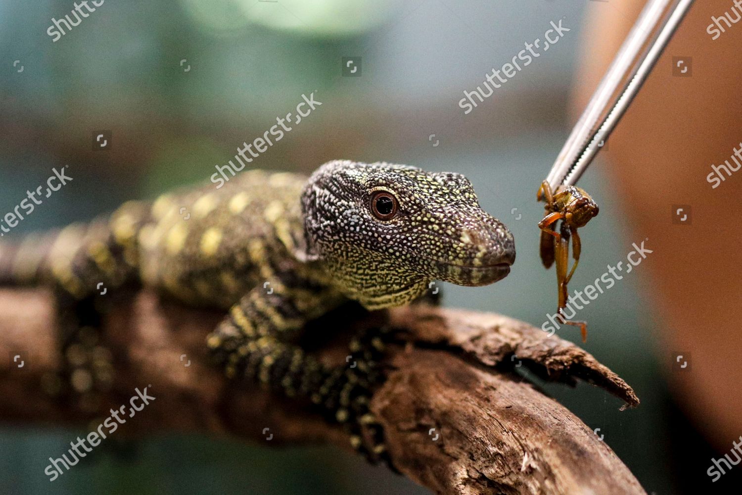 Crocodile Monitor Hatchling Fed Cricket While Editorial Stock Photo ... - Cricket Gut Loading For Hatchling Lizards