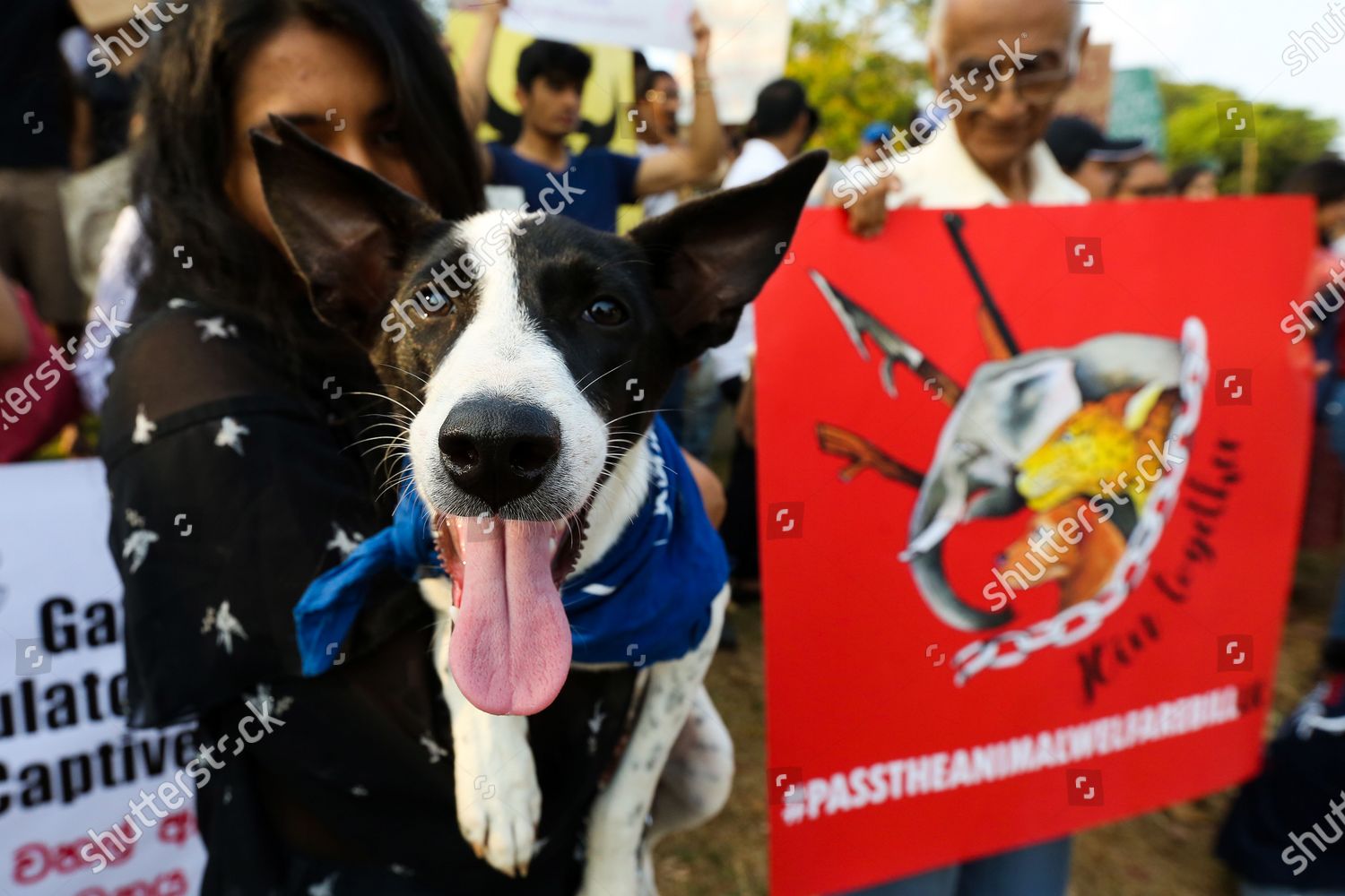 Animal Rights Activist Holds His Pet Editorial Stock Photo - Stock ...