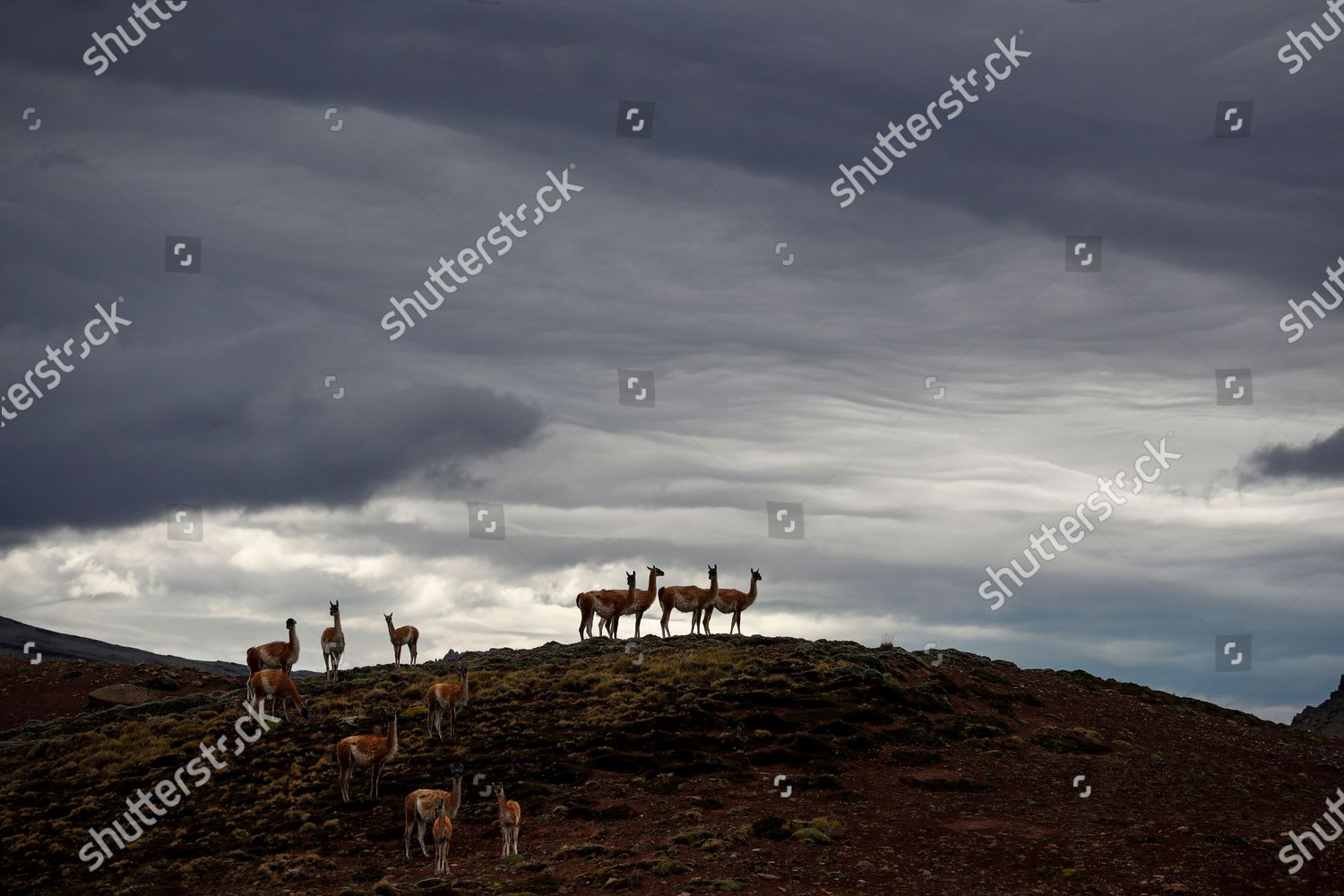 0843 Group Guanacos Llamalike Camelid Native Editorial Stock Photo