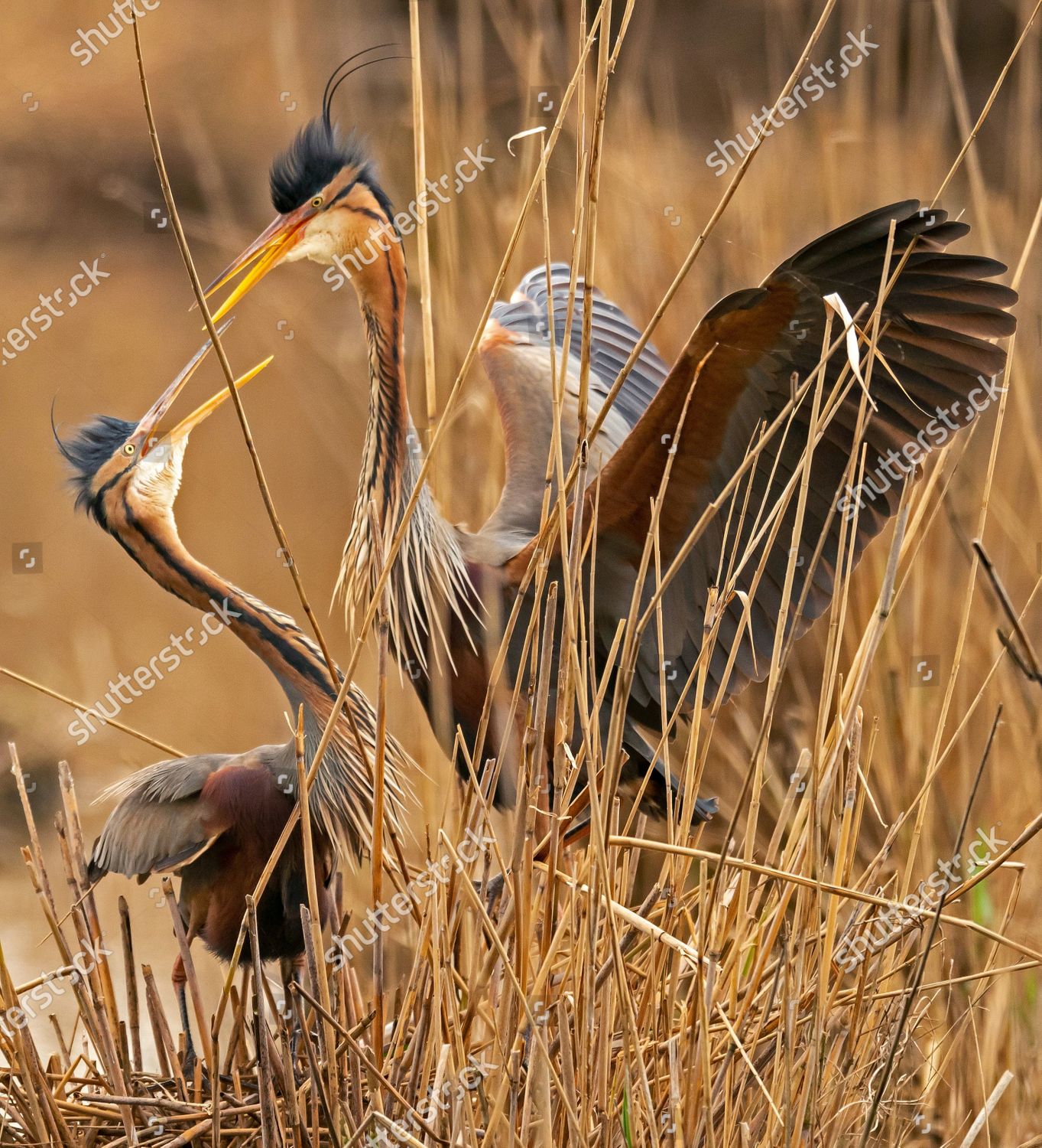 Purple Herons Ardea Purpurea Fly During Editorial Stock Photo Stock