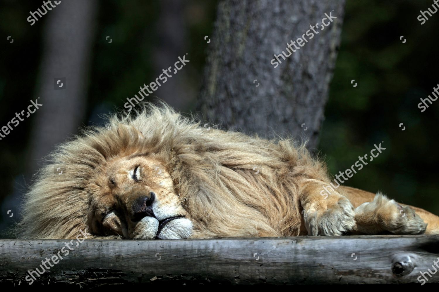 Lion Seen Safariland Stukenbrock Schloss Holtestukenbrock Germany Editorial Stock Photo Stock Image Shutterstock