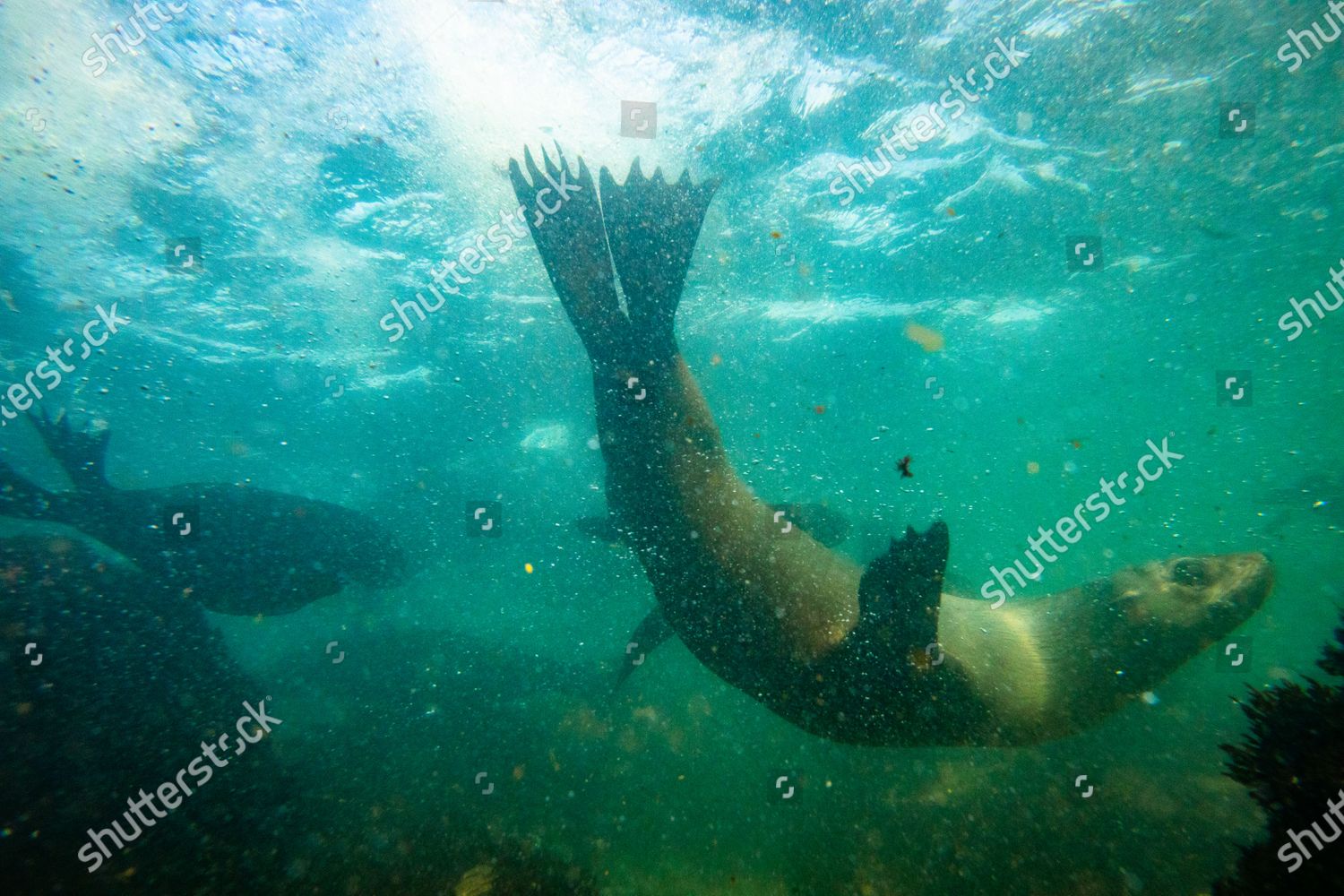 CAPE FUR SEALS ARCTOCEPHALUS PUSILLUS SWIM Editorial Stock Photo