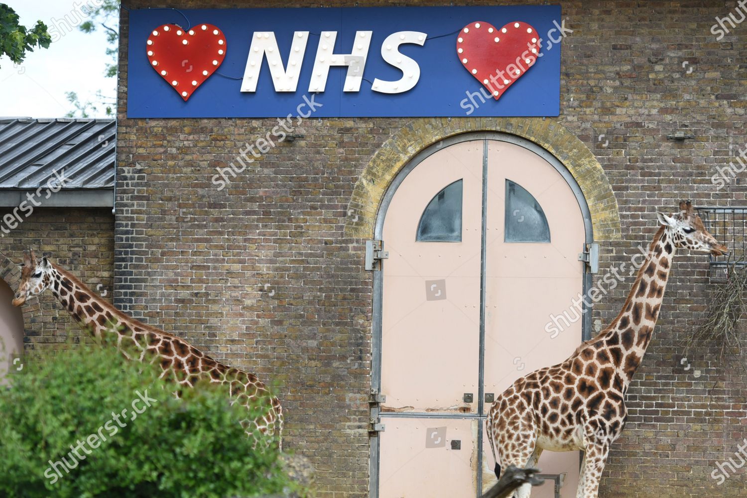 Sign Support Nhs On Giraffe Enclosure Editorial Stock Photo Stock
