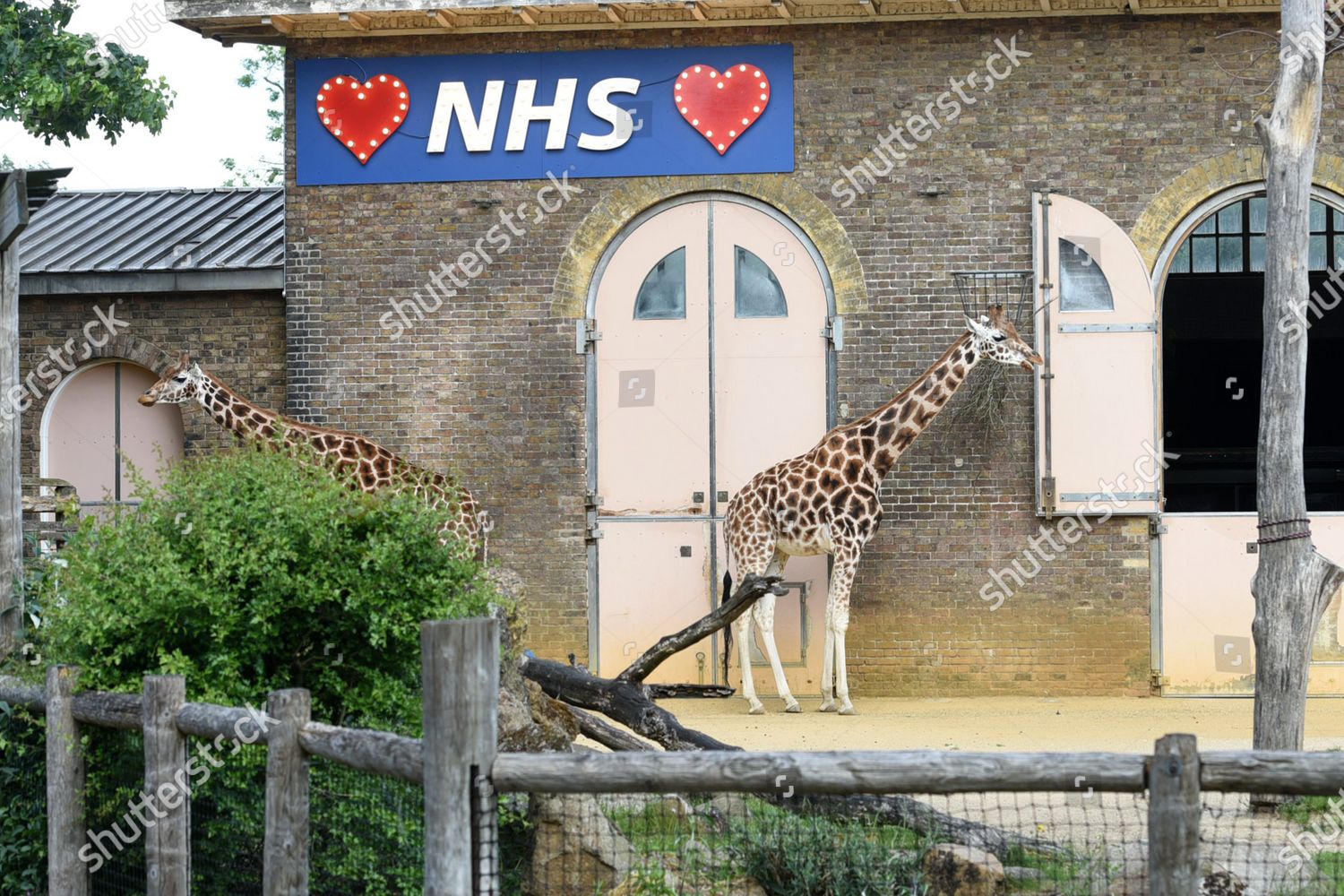 Sign Support Nhs On Giraffe Enclosure Editorial Stock Photo Stock