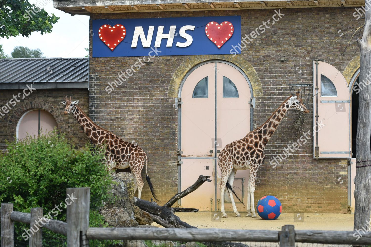 Sign Support Nhs On Giraffe Enclosure Editorial Stock Photo Stock