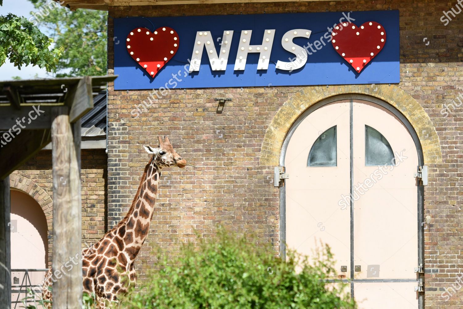 Sign Support Nhs On Giraffe Enclosure Editorial Stock Photo Stock