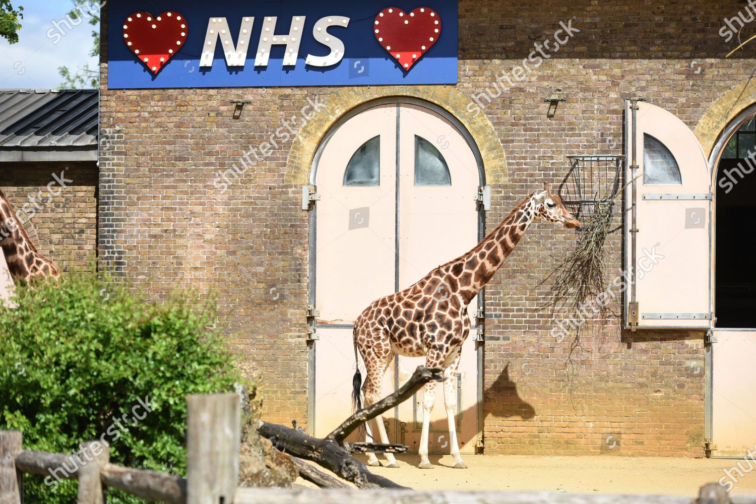 Sign Support Nhs On Giraffe Enclosure Editorial Stock Photo Stock