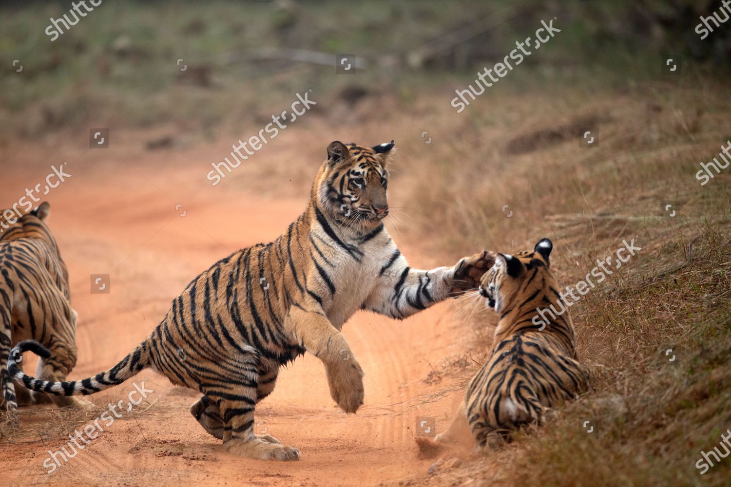 Sibling Play in Tadoba