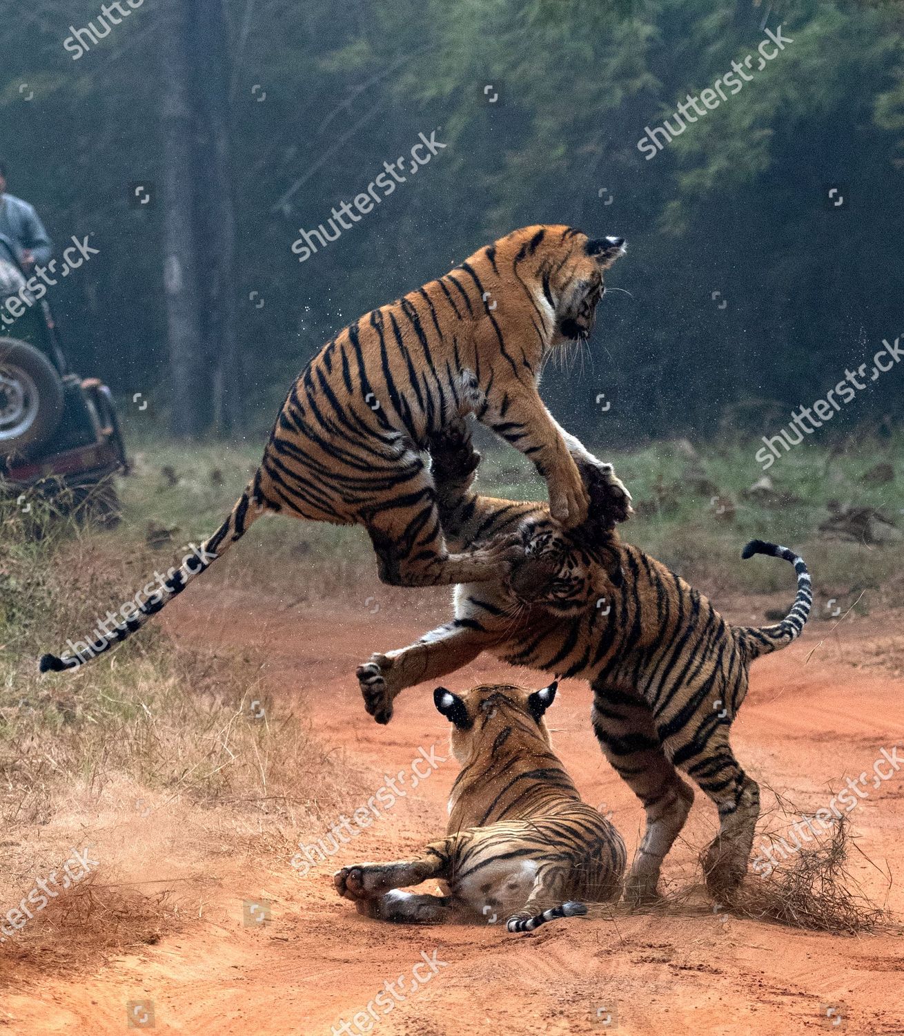 Sibling Play in Tadoba