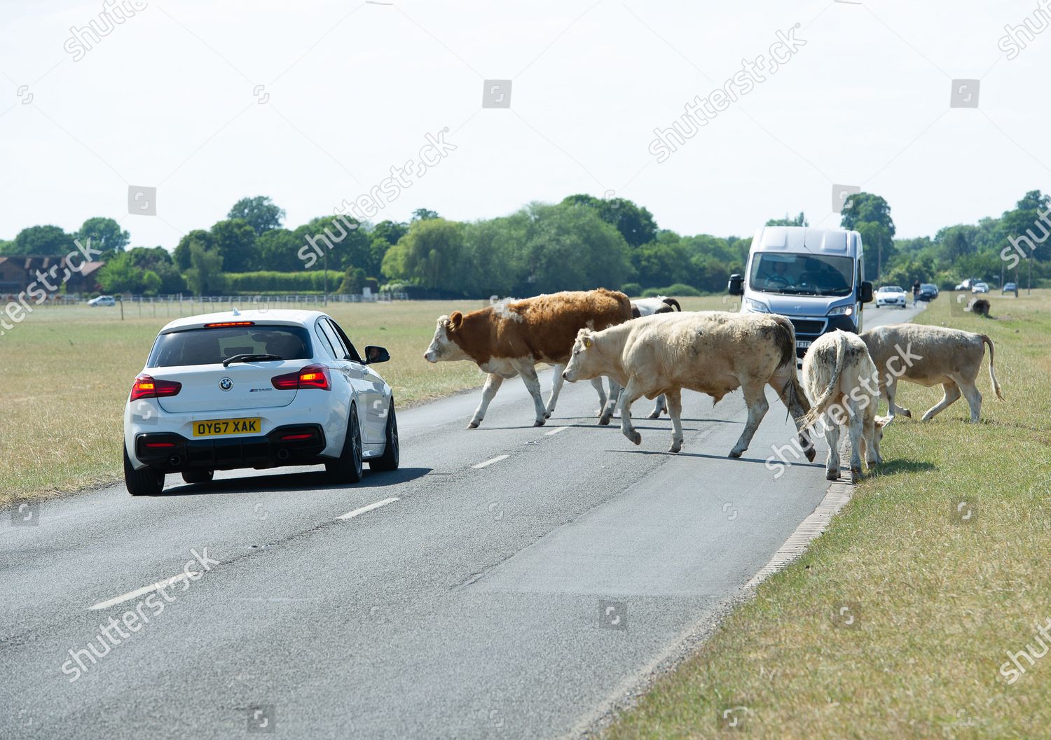 Cattle on Dorney Common Buckinghamshire stop traffic Editorial Stock Photo  - Stock Image  Shutterstock
