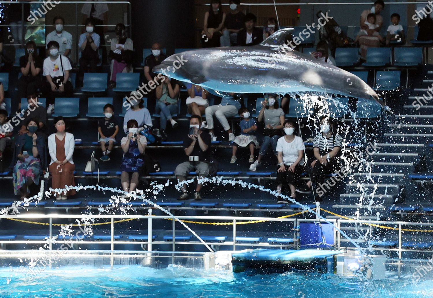 Dolphin Leaps Air Attract Visitors Aqua Editorial Stock Photo - Stock Image