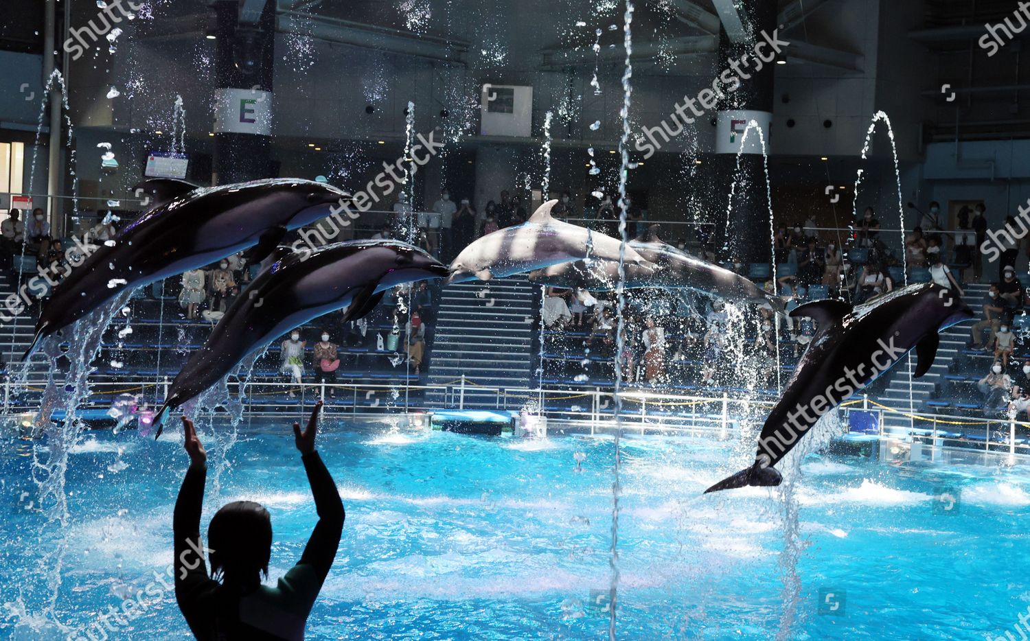 Dolphins Leap Air Attract Visitors Aqua Editorial Stock Photo - Stock Image