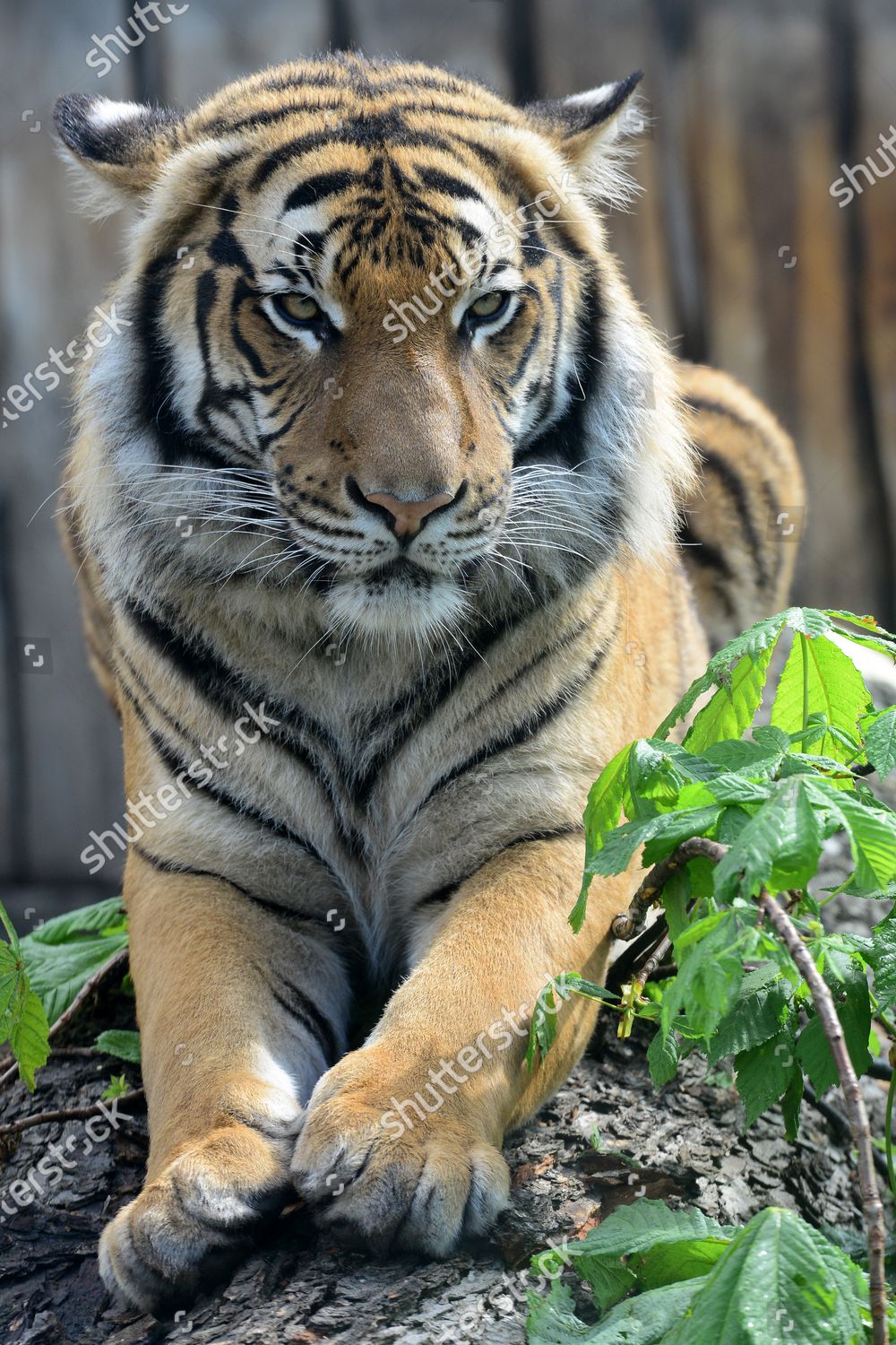 Two Years Old Malayan Tiger Called Editorial Stock Photo - Stock Image ...