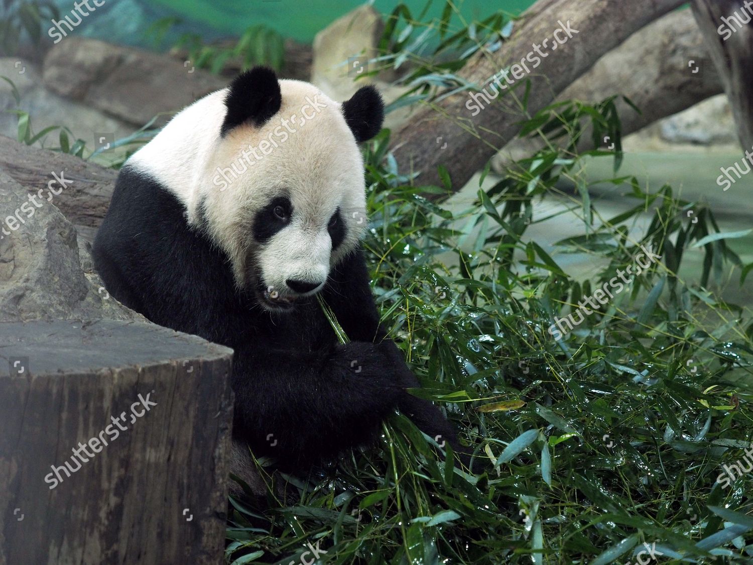 Giant Panda Tuan Tuan Eats Bamboo Taipei Editorial Stock Photo Stock Image Shutterstock