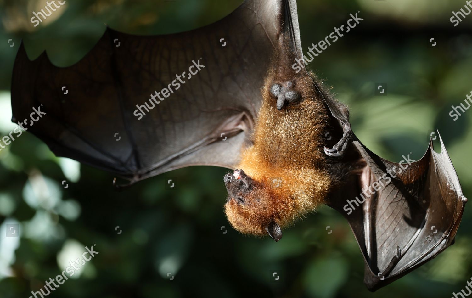 Flying Fox Pteropus Aruensis Hangs Enclosure Editorial Stock Photo ...