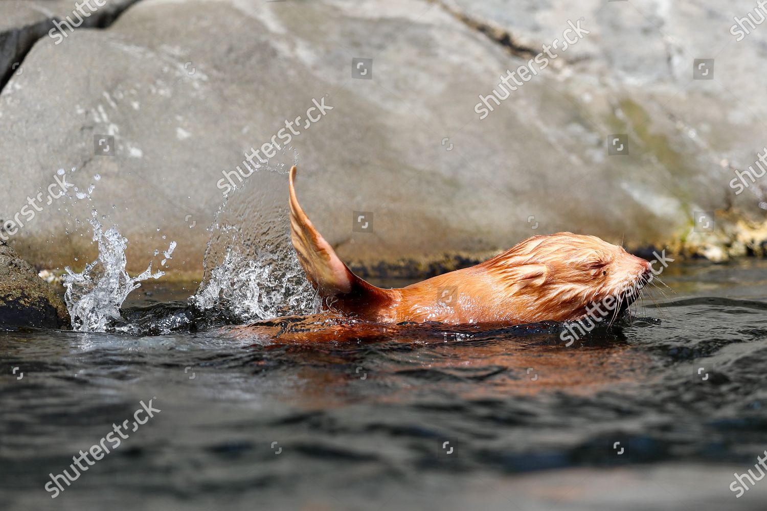 Rare Albino Seal Pup Plays Parents Editorial Stock Photo - Stock Image ...