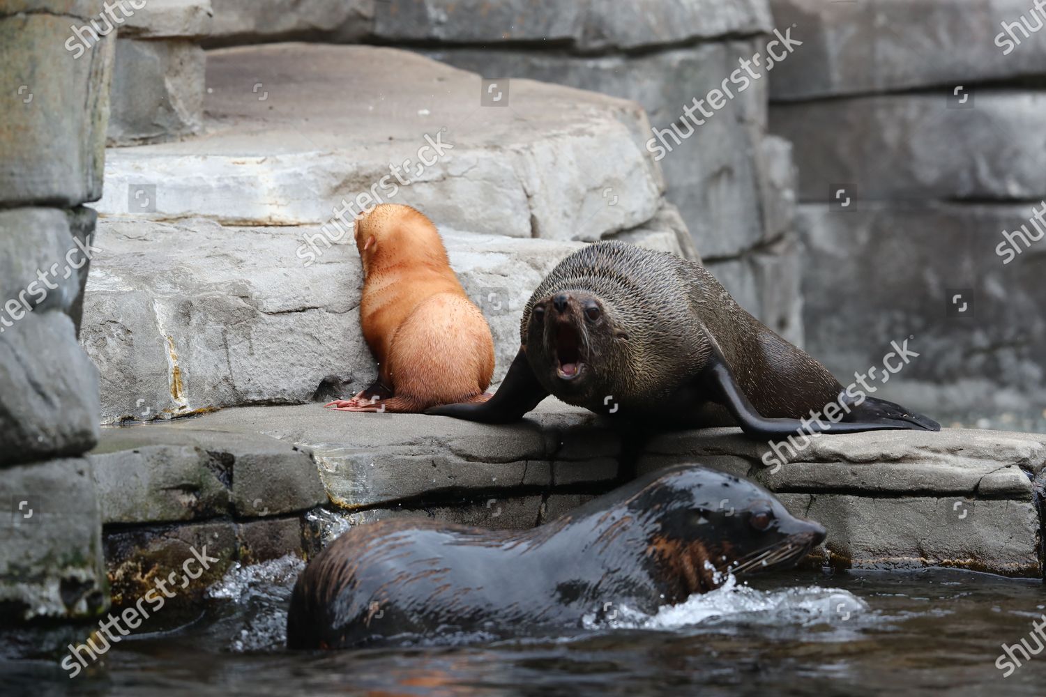 Rare Albino Seal Pup Plays Parents Editorial Stock Photo - Stock Image ...
