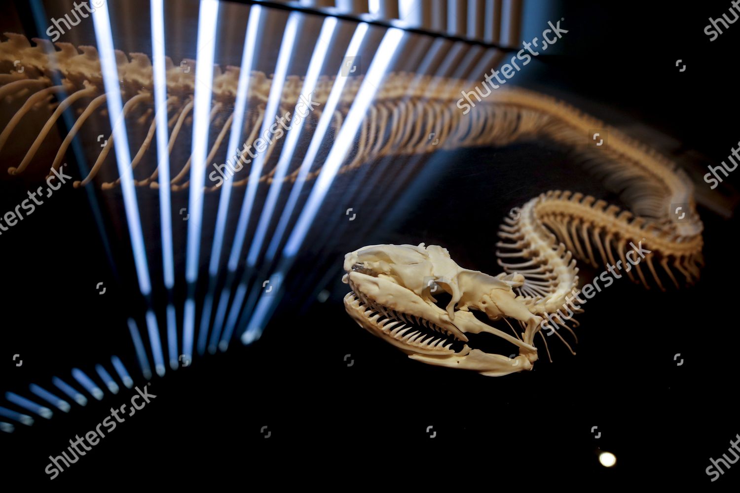 Skeleton Burmese Python Displayed Museum Inside Editorial Stock Photo ...