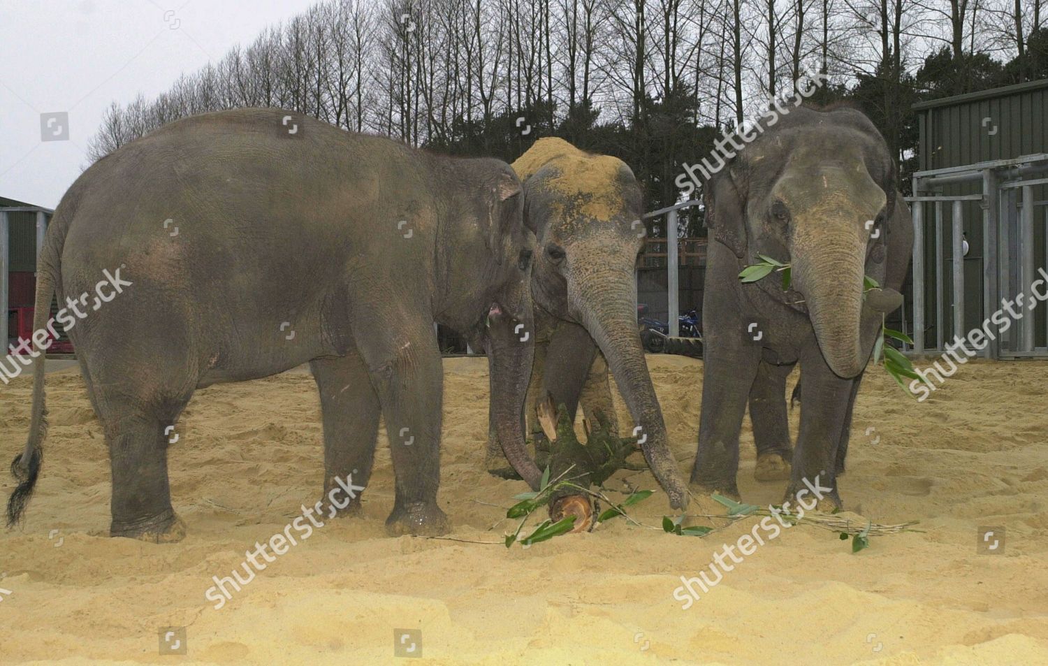 Asian Elephants London Zoo Enjoy Snack They Editorial Stock Photo