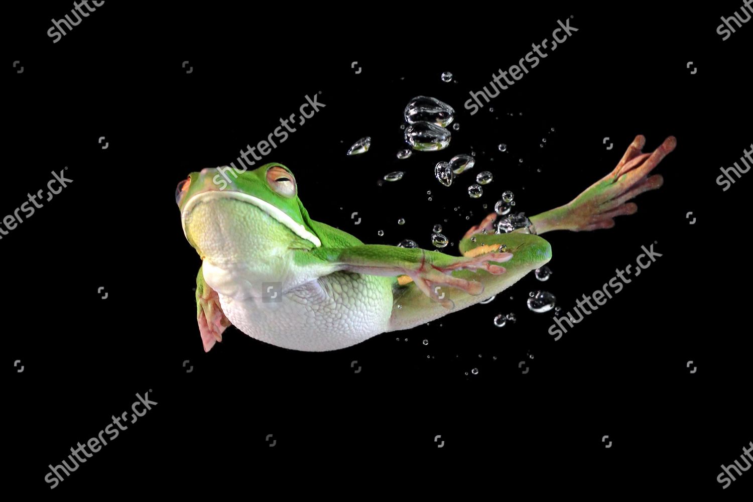Frog Appears Float Through Air These Editorial Stock Photo Stock
