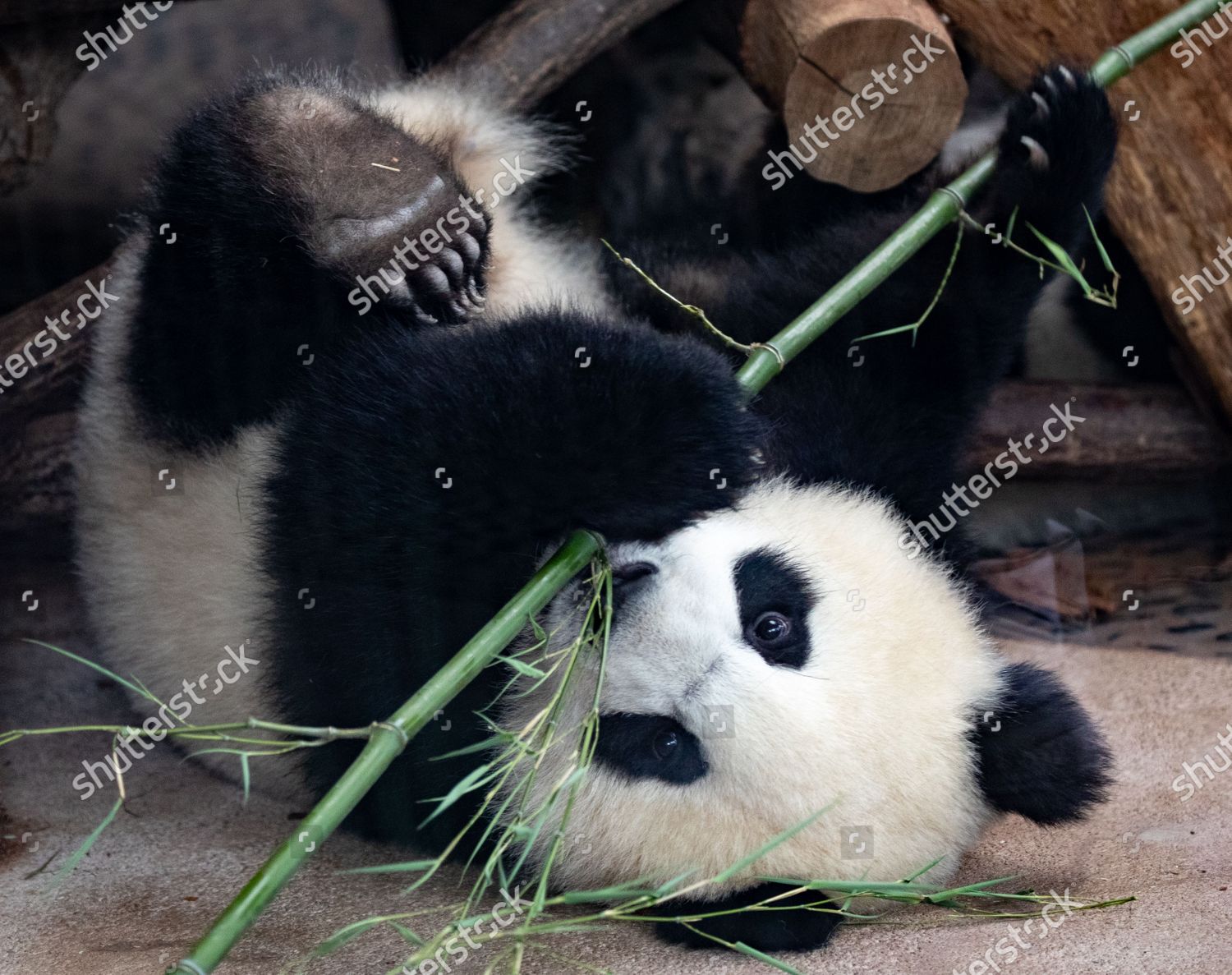 Baby Panda Plays Their Enclosure Zoo Berlin Editorial Stock Photo Stock Image Shutterstock