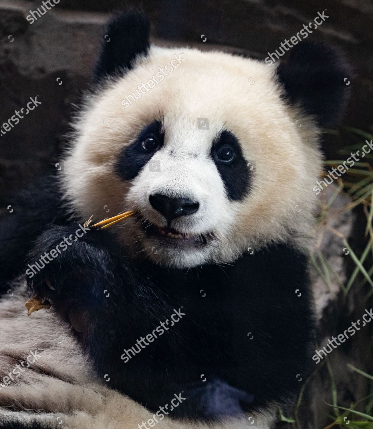 Baby Panda Plays Their Enclosure Zoo Berlin Editorial Stock Photo Stock Image Shutterstock