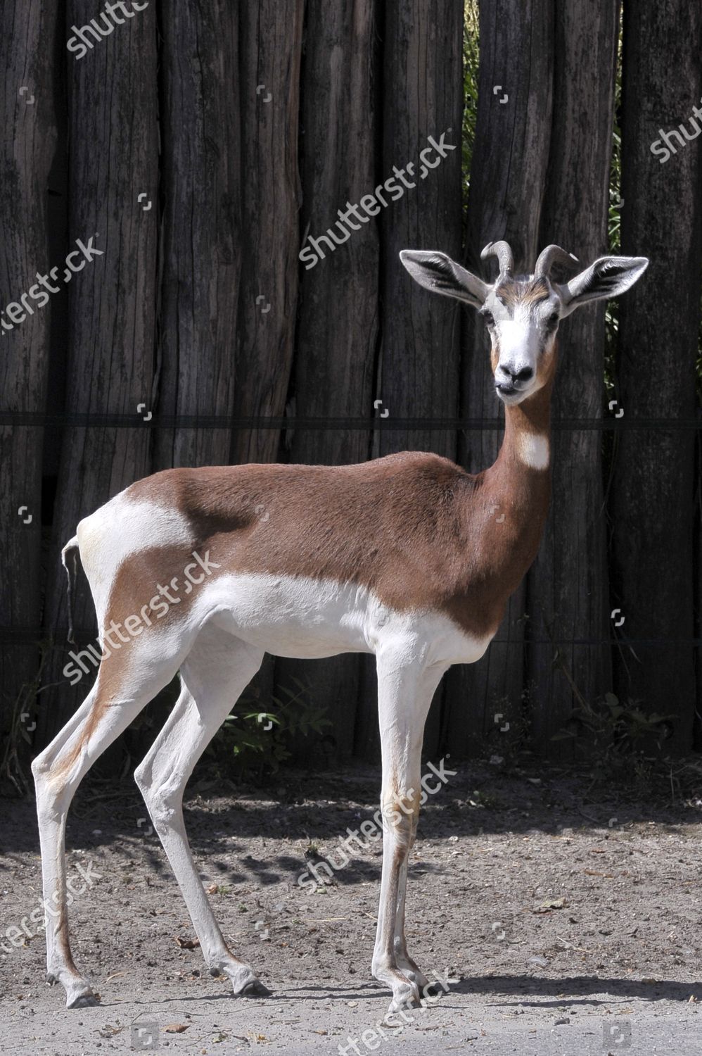 Mhorr gazelle named Evita stands her 