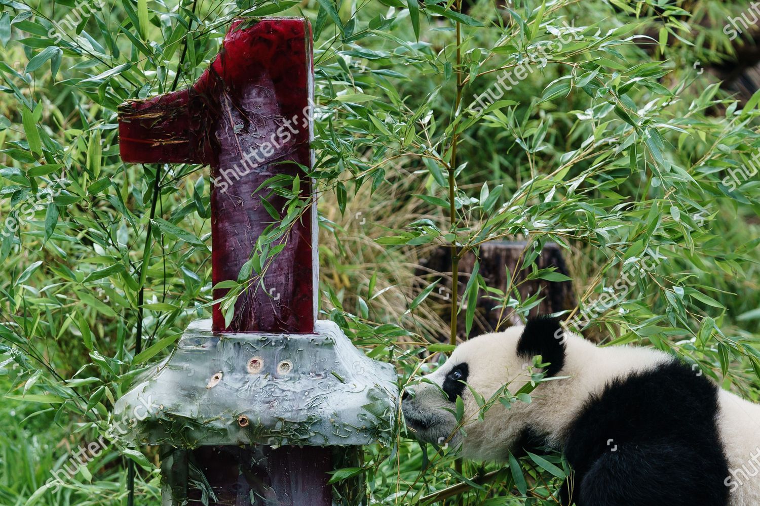 On Two Baby Pandas Called Pit Editorial Stock Photo - Stock Image